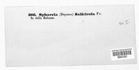 Mycosphaerella salicicola image